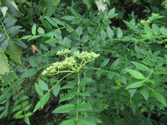 Zanthoxylum schinifolium