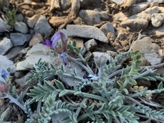 Oxytropis oreophila