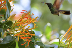 Saucerottia beryllina