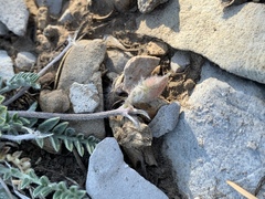 Oxytropis oreophila