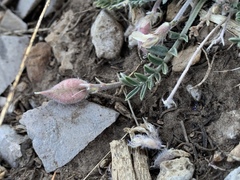 Oxytropis oreophila