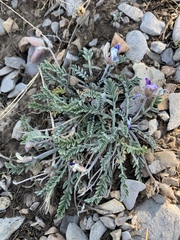 Oxytropis oreophila