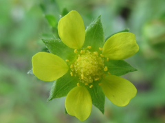 Potentilla supina