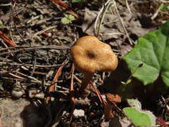 Inocybe lacera