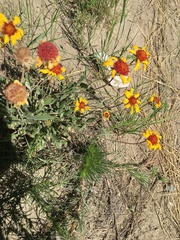 Gaillardia aristata
