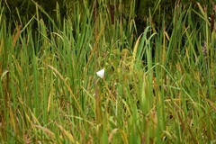 Hibiscus lasiocarpos
