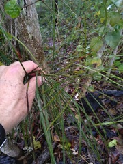 Macrozamia pauli-guilielmi