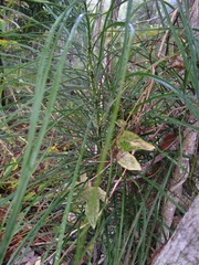 Macrozamia pauli-guilielmi