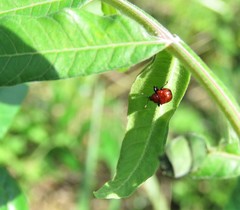 Homoeolabus analis