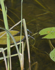 Enallagma exsulans