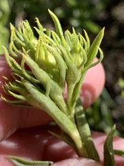 Ericameria compacta
