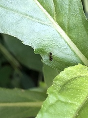 Tetramorium tsushimae