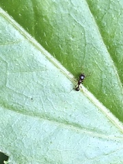 Tetramorium tsushimae