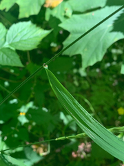 Elymus glaucus glaucus