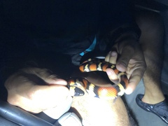 Lampropeltis annulata