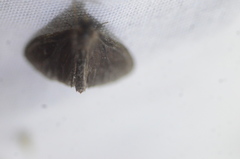 Cryptothelea gloverii