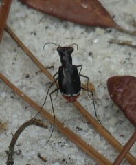 Cicindela