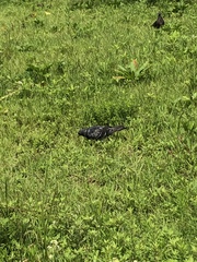 Columba livia domestica
