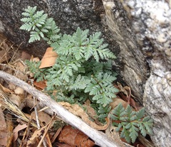 Myriopteris wrightii
