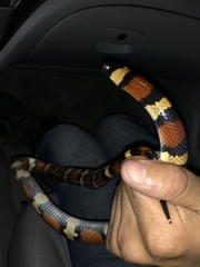 Lampropeltis annulata