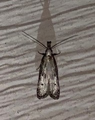 Dichomeris inversella