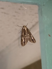 Carphoides incopriarius