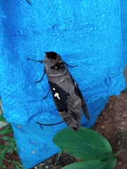 Lophostethus dumolinii