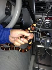 Lampropeltis annulata