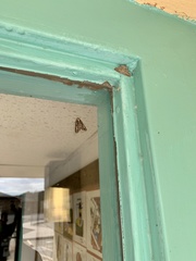 Carphoides incopriarius