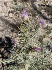 Cirsium eatonii clokeyi