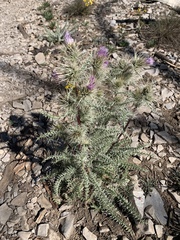 Cirsium eatonii clokeyi