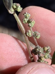 Chenopodium atrovirens