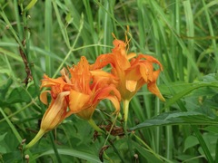 Hemerocallis fulva kwanso