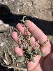 Chenopodium atrovirens