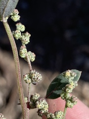Chenopodium atrovirens