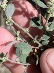 Chenopodium atrovirens