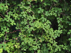 Vitis thunbergii