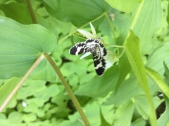 Trichodezia californiata