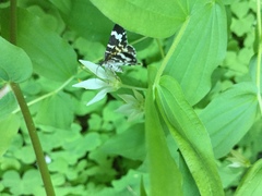 Trichodezia californiata