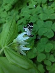 Trichodezia californiata