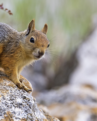 Sciurus anomalus