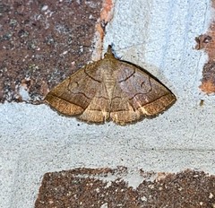 Zanclognatha obscuripennis