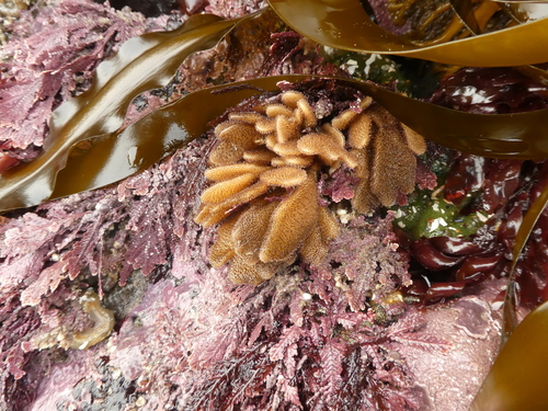 Flustrellidra corniculata