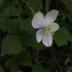 Anemonastrum deltoideum