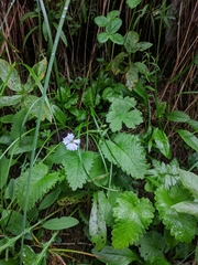 Heliosperma alpestre