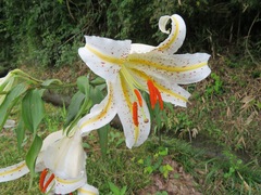 Lilium auratum