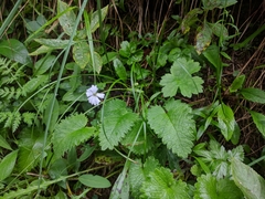 Heliosperma alpestre