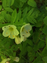 Polemonium carneum