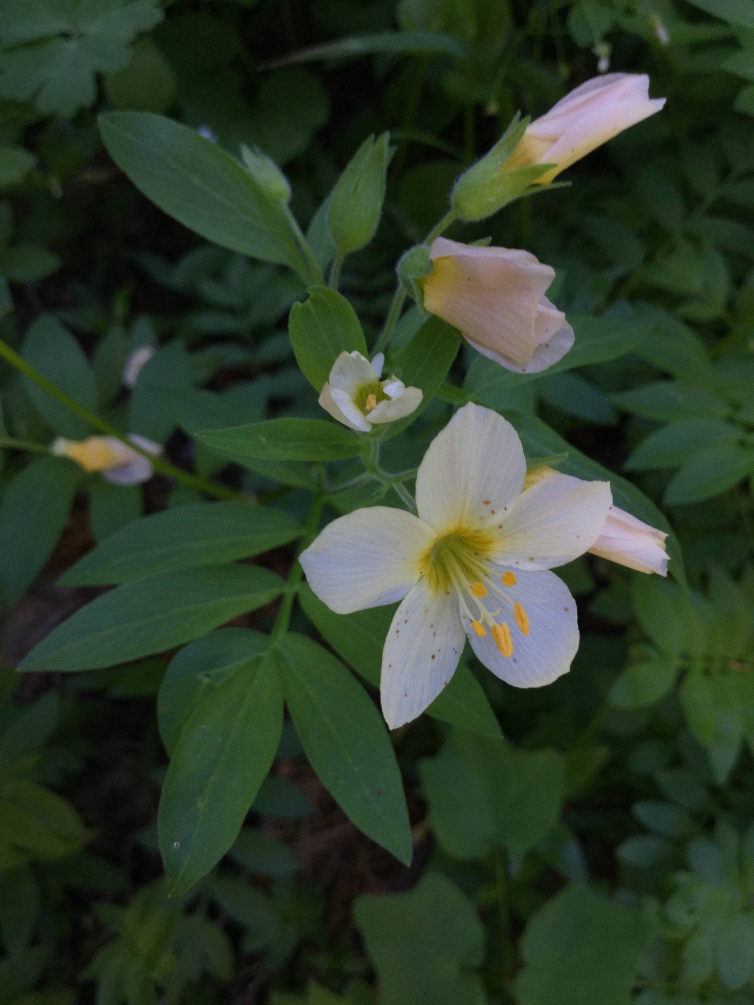 Polemonium carneum