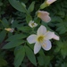 Oregon Polemonium - Photo (c) faerthen, some rights reserved (CC BY-NC), uploaded by faerthen